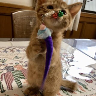 よいしょ！赤い糸つかまえたい茶とら君