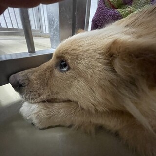 センター収容されてしまい期限があります！