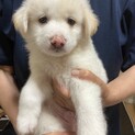 桃太郎☆約1ヶ月☆引き渡しは7月以降
