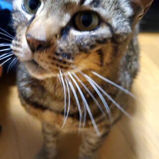 緊急！虐待をうけていた猫を保護しました。