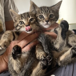 とっても元気で健康な兄弟です。