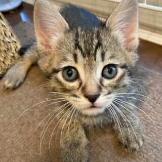 募集停止お転婆な❤️女の子萌