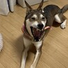 大あくび(´ ˘ `๑)♡