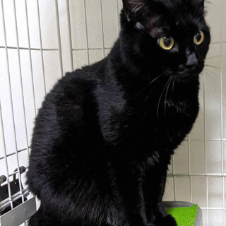 まん丸おめめの【ピーナッツ】ちゃん