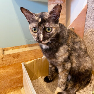 遊ぶの大好きな【小野小町】ちゃん