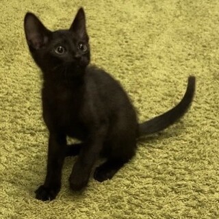 スラッとイケメン⭐︎少しビビリな黒くん