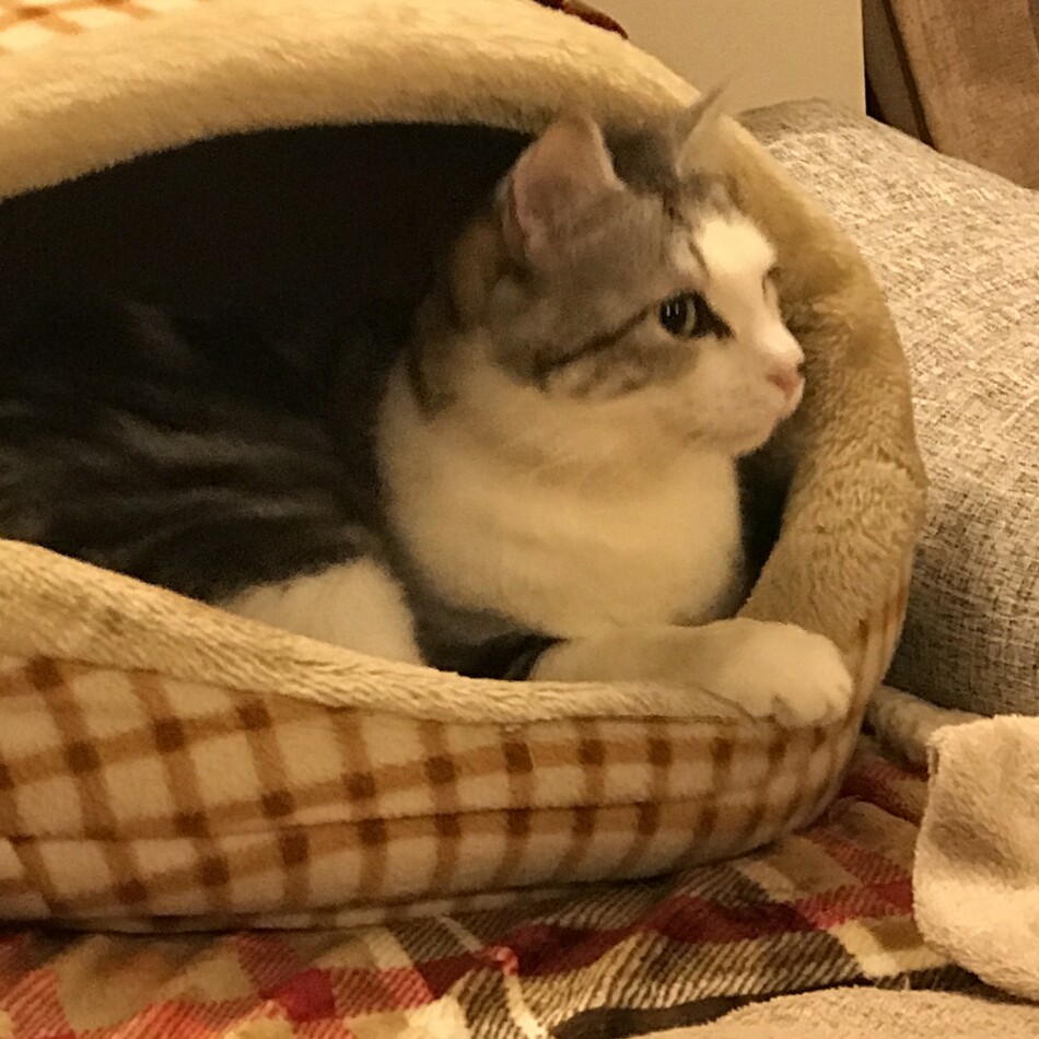 どんぐりのカバー写真