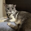 模様が個性的な甘えん坊のムック⭐︎
