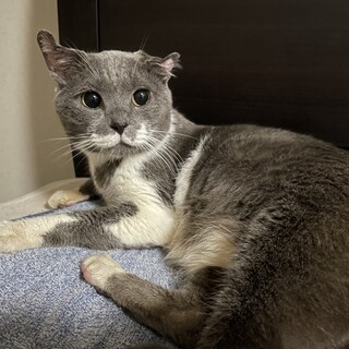 模様が個性的な甘えん坊のムック⭐︎