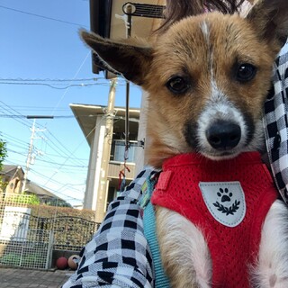 「ミッツ」男の子