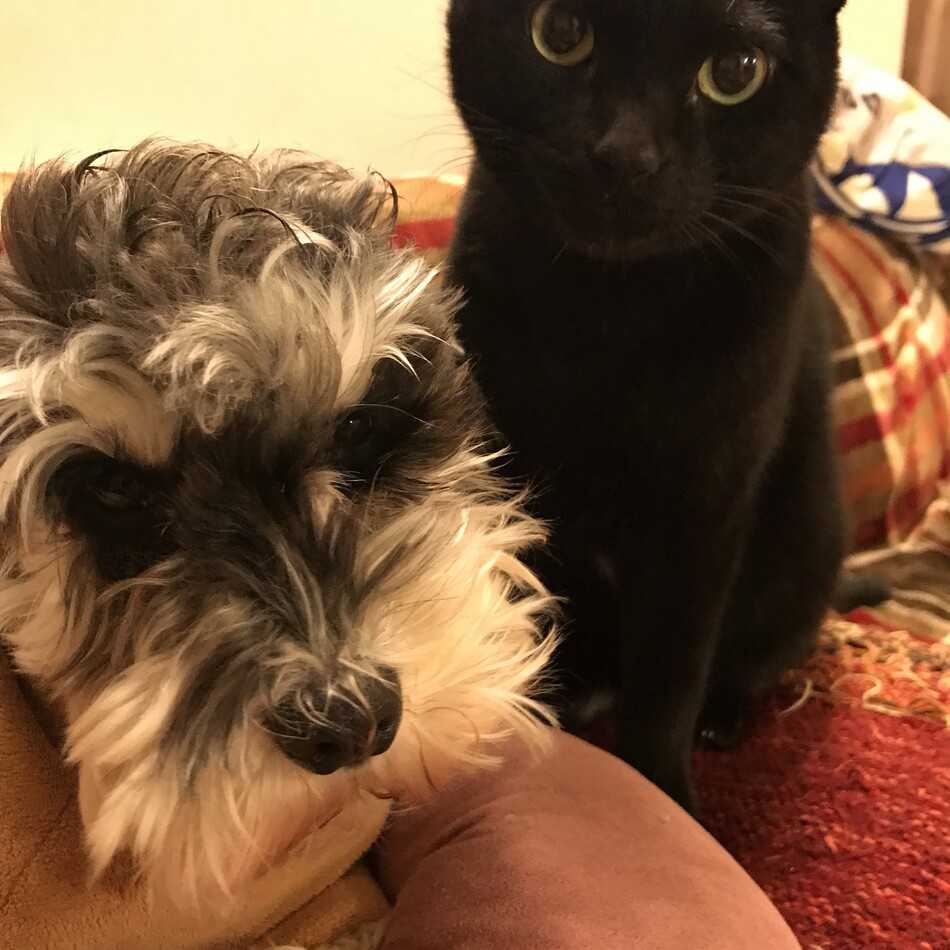 ノイまるのカバー写真