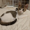 【とーべー】おかげさまで里親様が決まりました。