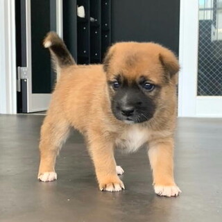 お問い合せを頂きましたメス子犬