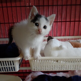 ちびっ子ギャング系やんちゃっ子