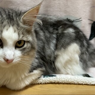 長毛の美男子！ローガン6ヶ月の男の子