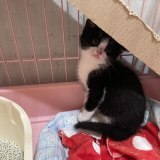 キレイなハチワレのイケメン君