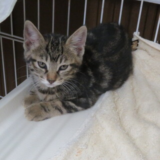 照ちゃん（こむぎちゃんと5匹の子猫）