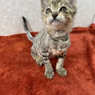 虐待で粘着シートを貼られて❗️丸刈りされた流星