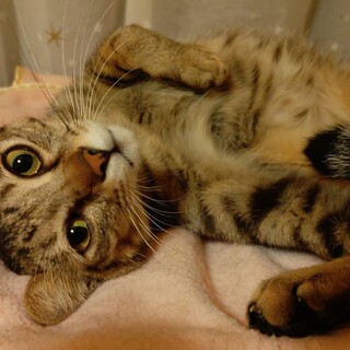 食いしん坊でオモチャ大好き！少し人見知りなカヤ