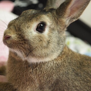ミックスラビット里親募集中