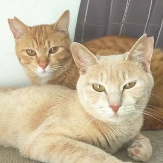 ❤超美猫ペア❤「ミルル」＆「チロル」❤