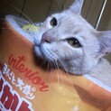 茶トラ オス 2歳 【再掲載】