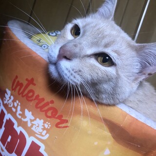 茶トラ オス 2歳 【再掲載】