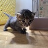 生後3週間の子猫 あずきちゃん(キジ) サムネイル5