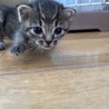 生後3週間の子猫 あずきちゃん(キジ) サムネイル6