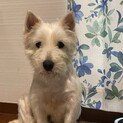 今から本領発揮！ウェスティの「チロ」