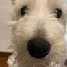 今から本領発揮！ウェスティの「チロ」 サムネイル2