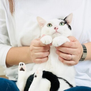 構ってちゃん美猫のエイミー！！