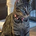 ☆1歳になったばかりのキジトラの女の子☆