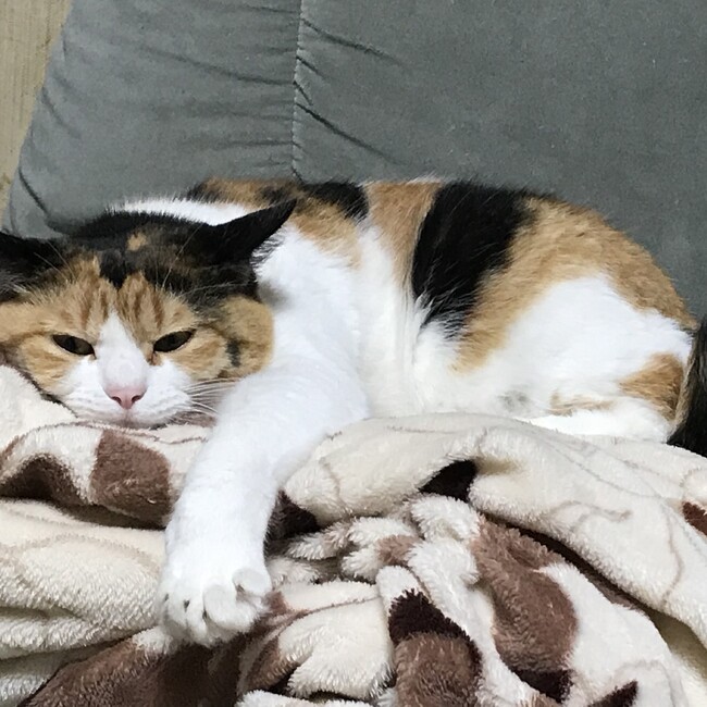 千葉県印西ニャンコの会のカバー写真