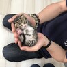 千葉県印西ニャンコの会
