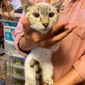 シャム系　小柄マイペース　メル