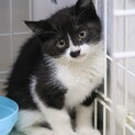 ありがとうございましたฅ•ﻌ•´ฅ
