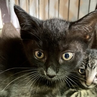 控えめでクールな黒猫ボーイ、食いしん坊な陽人くん