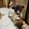 顔が黒で体が白 、かわいい 2ヶ月の男の子♂