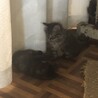 モフモフの子猫です！ サムネイル3