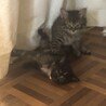 モフモフの子猫です！ サムネイル4