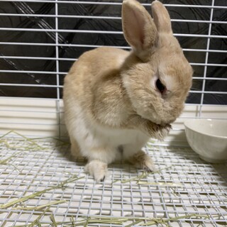 お鼻がキュートなおんじぃ