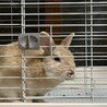 お鼻がキュートなおんじぃ サムネイル2