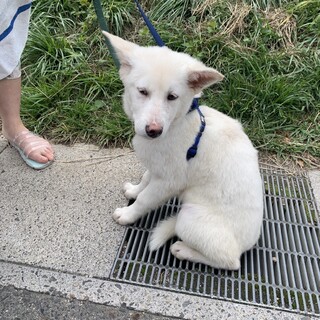 募集停止！滋賀県生まれの野犬の優しい子犬
