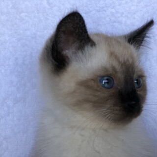 春木町　小さな母猫のTNRにより引き取った子猫たち