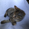 春木町　クリス　小さな母猫が育てた子猫たち