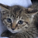 春木町　エマ　小さな母猫が育てた子猫たち