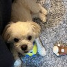 ペキニーズとトイプードルのミックス サムネイル7