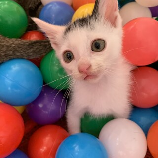 あれ？僕の前髪どこいった？おとぼけハクレンくん