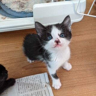 人慣れ抜群!!　甘えん坊の元気な女の子♪